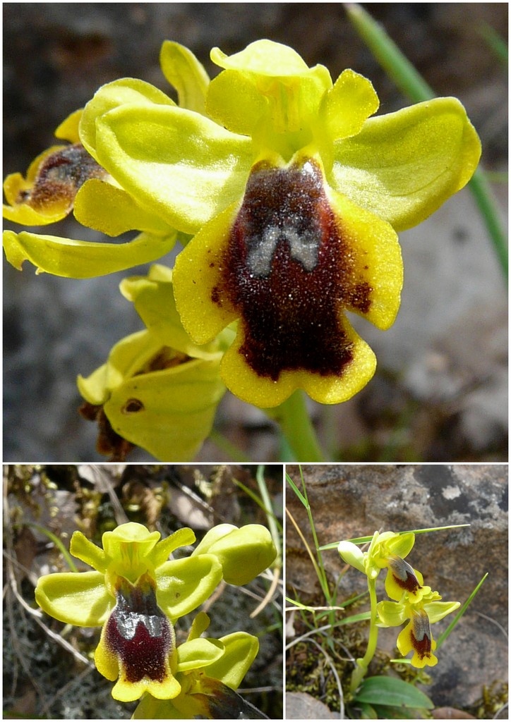 Orchidee in Sardegna, un fine settimana a 78 giri!